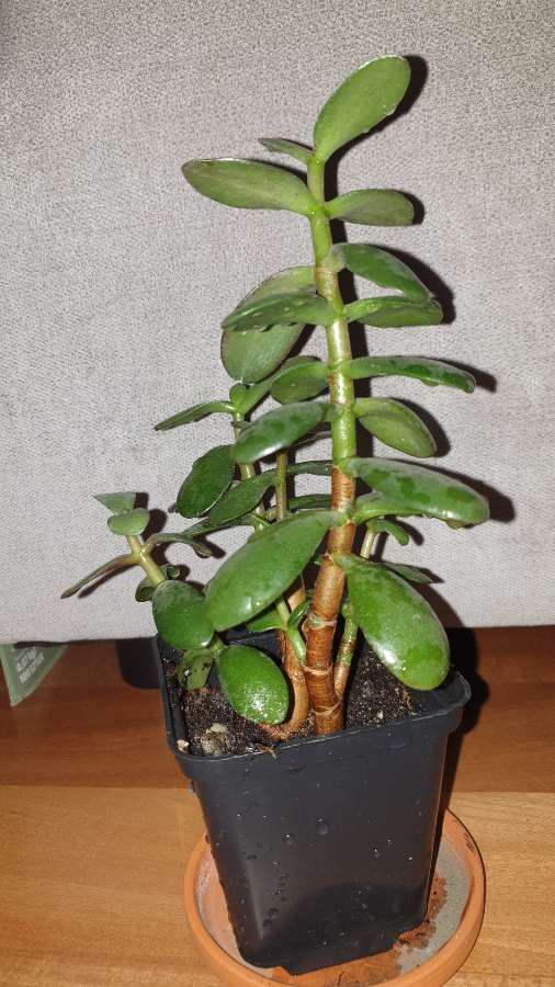 Grubosz drzewko szczęścia 4