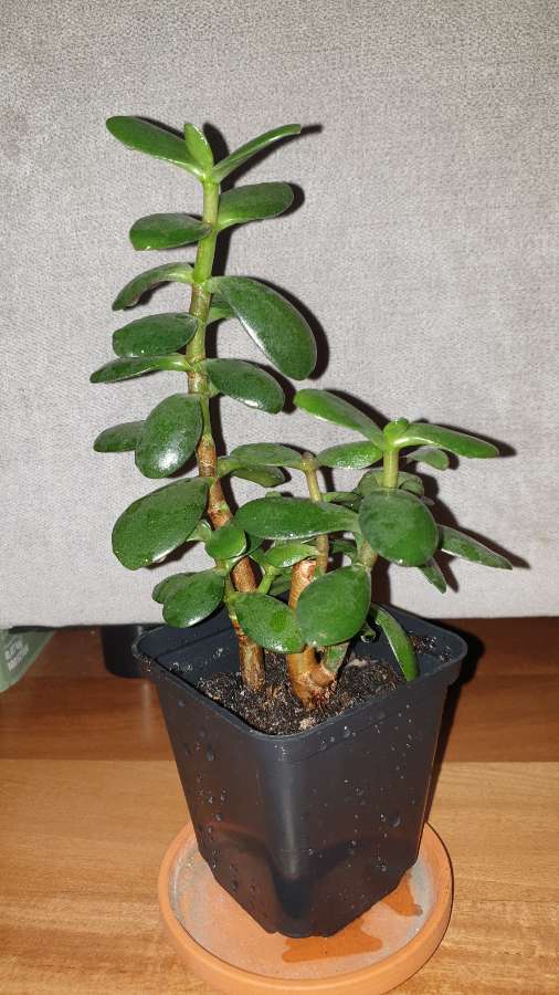 Grubosz drzewko szczęścia 2