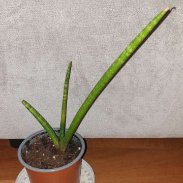Sansewieria cylindryczna 29cm wysokość 