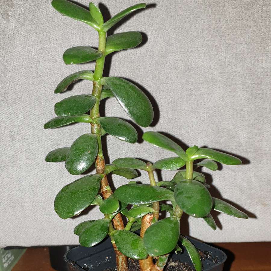 Grubosz drzewko szczęścia