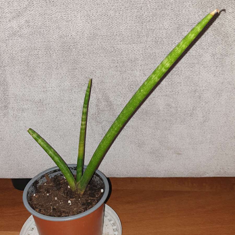 Sansewieria cylindryczna 29cm wysokość 