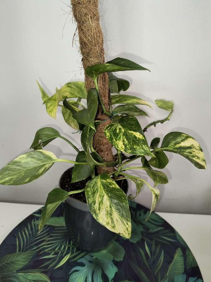 Epipremnum hicolor 3