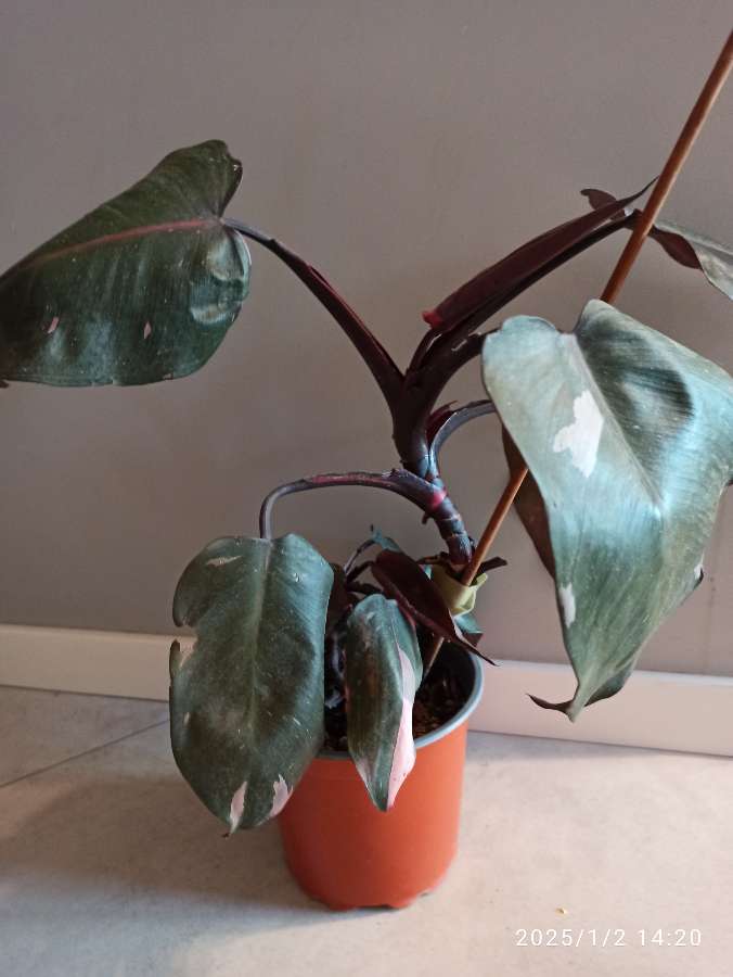 Philodendron pink princess 2