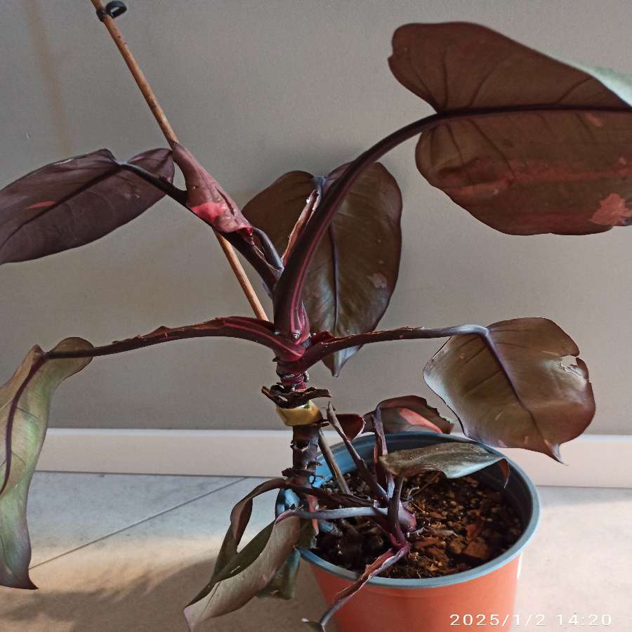 Philodendron pink princess