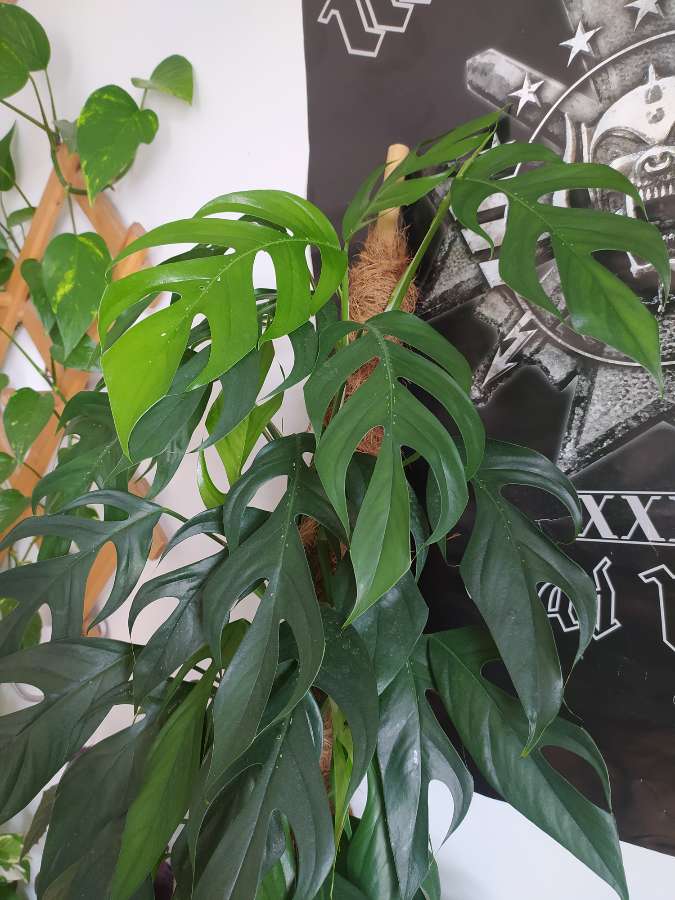 Epipremnum pinnatum 2