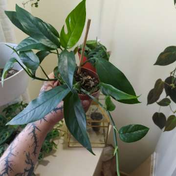Epipremnum pinnatum