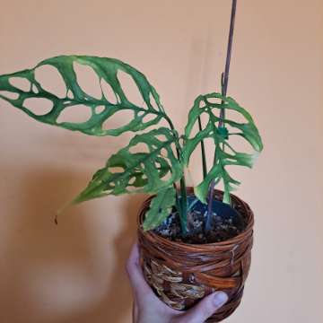 Monstera obliqua Peru