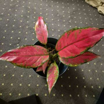 Aglaonema Cherry baby/Red joy