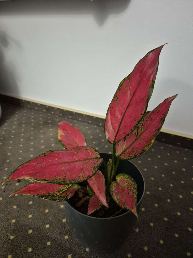 Aglaonema Cherry baby/Red joy 2