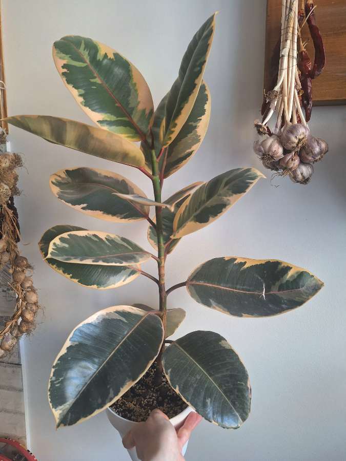Ficus tineke/belize 2