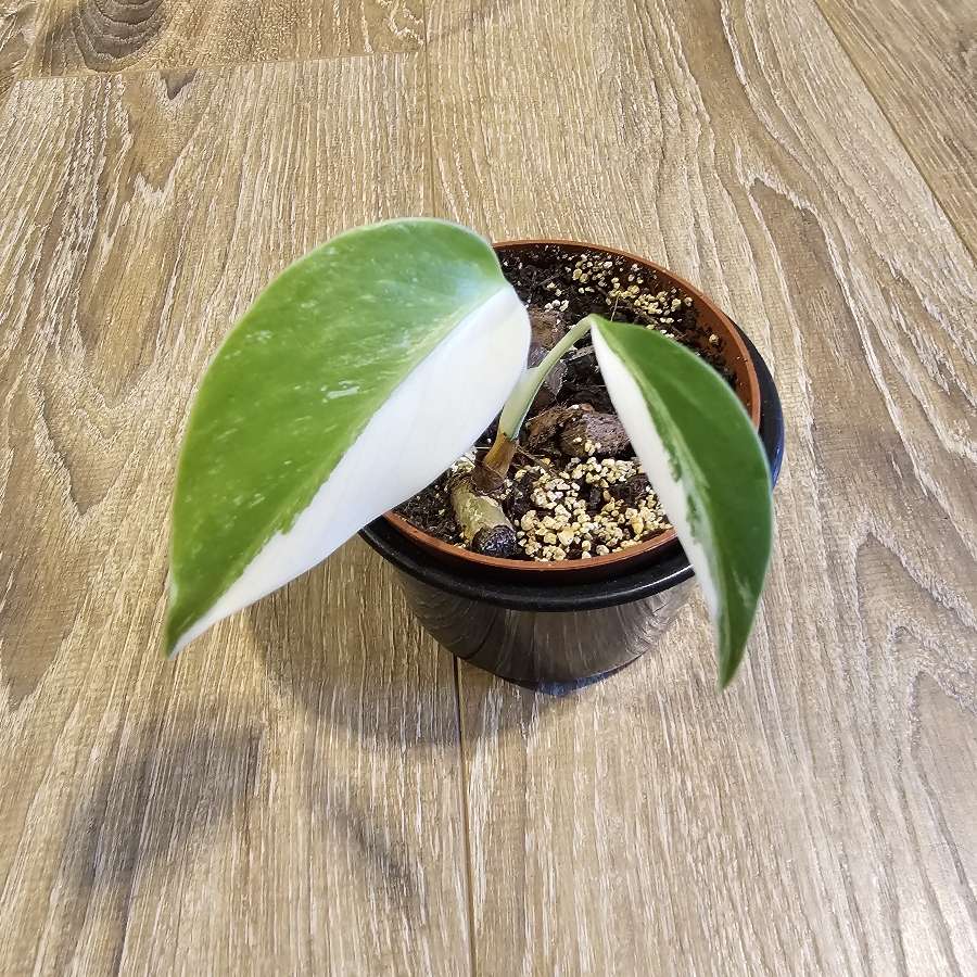 Monstera deliciosa 'Variegata'