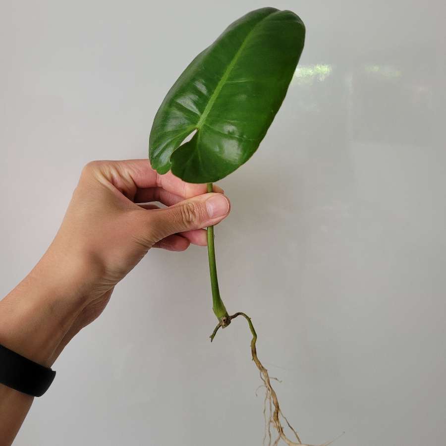 Philodendron paraiso
