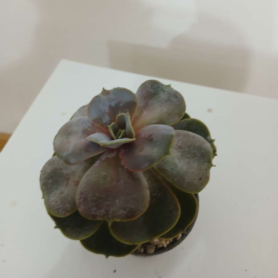 Echeveria chyba