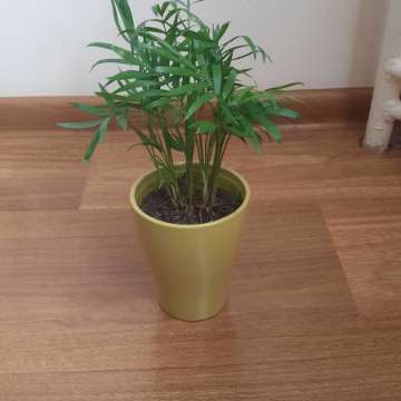 Trzykrotka i inne kwiatki