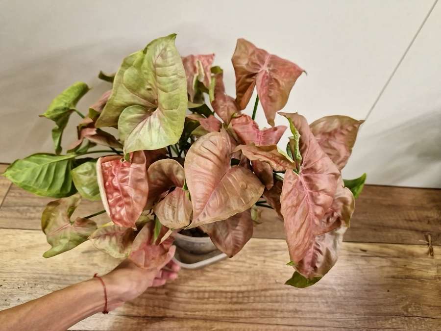 Syngonium neon robusta 3
