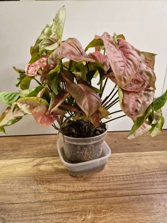 Syngonium neon robusta 2
