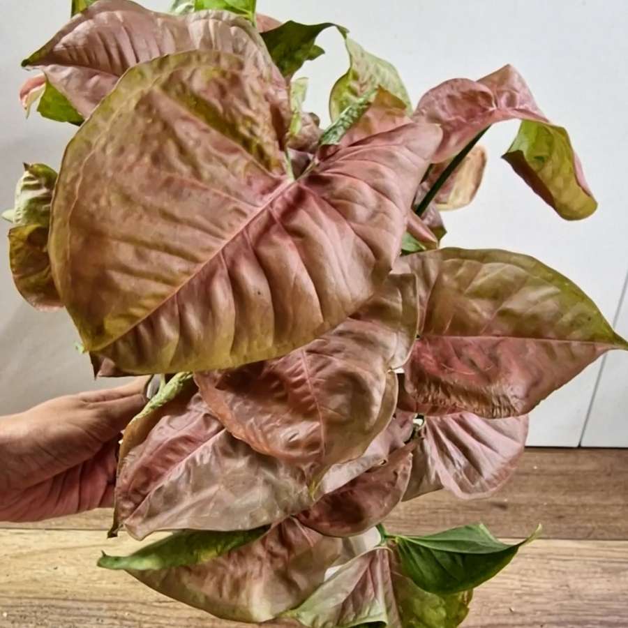 Syngonium neon robusta