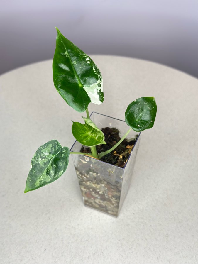 NOWY Zestaw do wybudzania np bulw alokazji 5