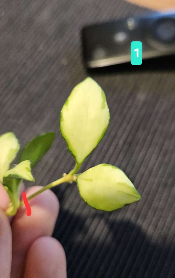 Hoya heuschkeliana variegata 4
