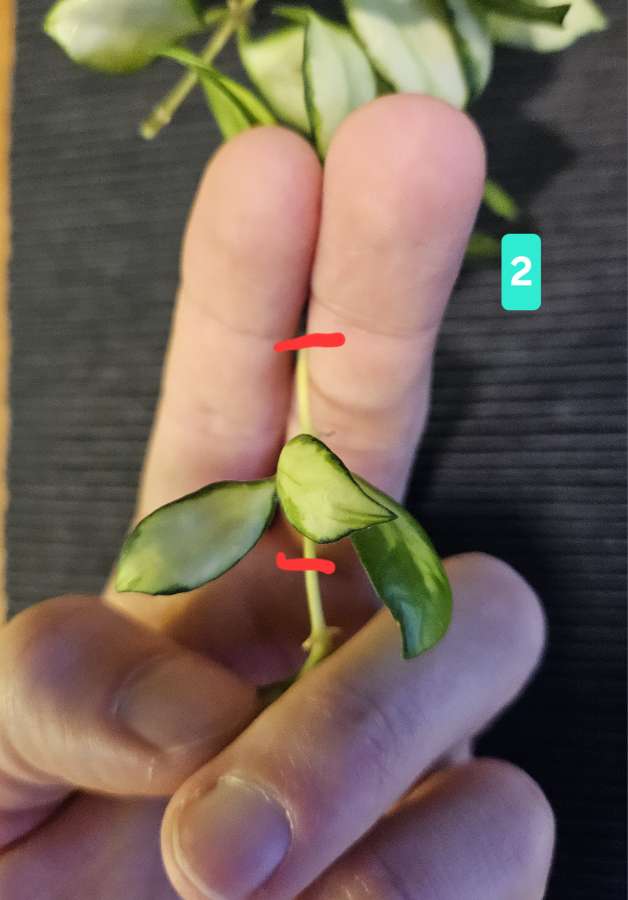 Hoya heuschkeliana variegata 3