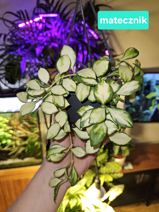 Hoya heuschkeliana variegata 2