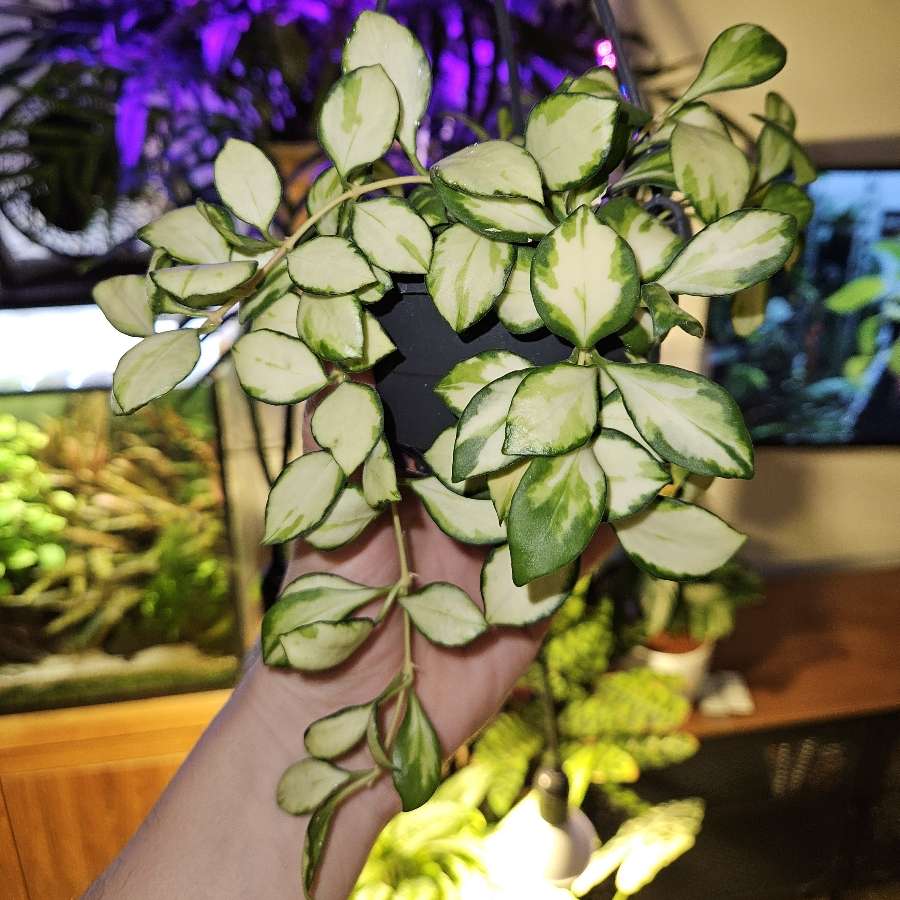 Hoya heuschkeliana variegata