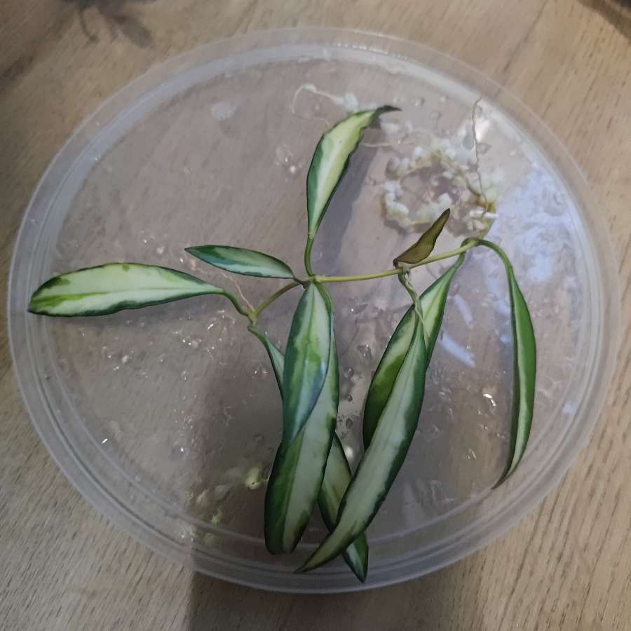 Hoya wayetii tricolor