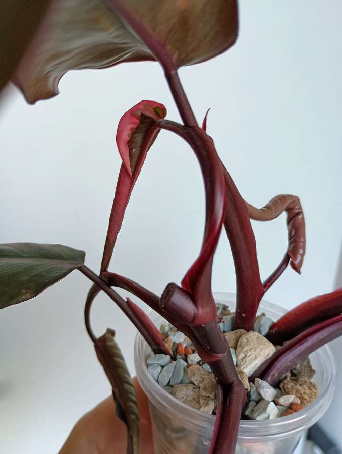 Filodendron pink princess 3