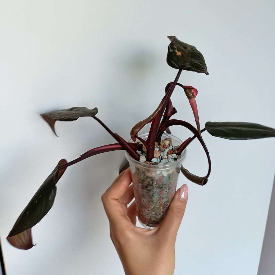 Filodendron pink princess