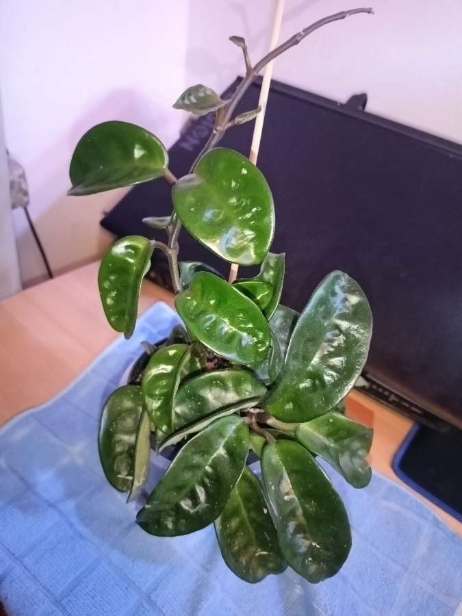Hoya Krinkle 2