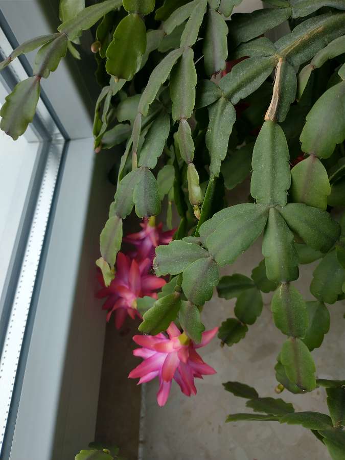 Szlumbergera, grudnik 2