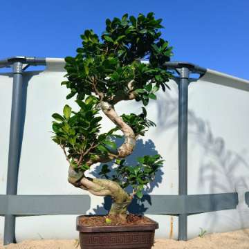 bonsai ficus ginseng