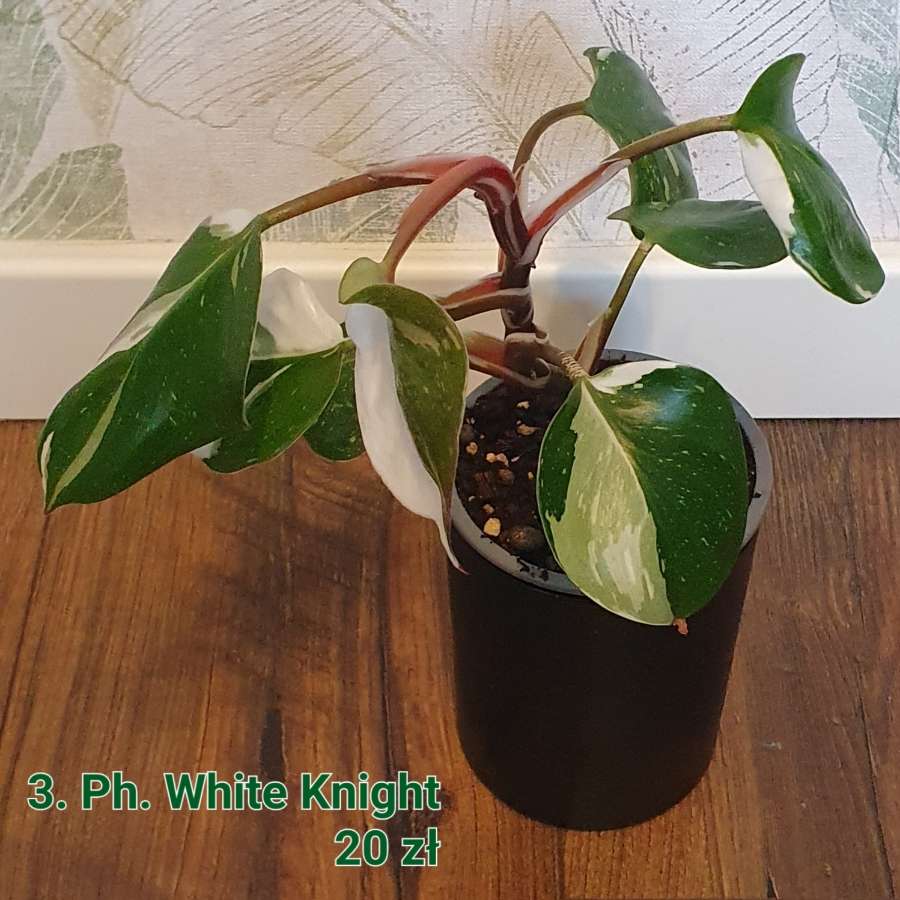 Philodendron White Knight