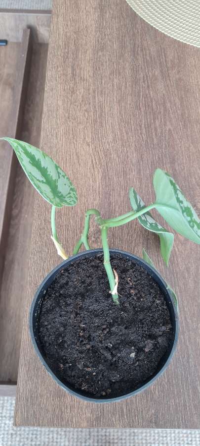Scindapsus 2