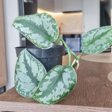 Scindapsus