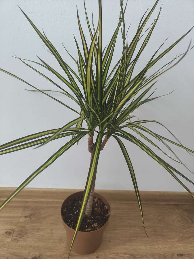 Dracena 'sunray' 3