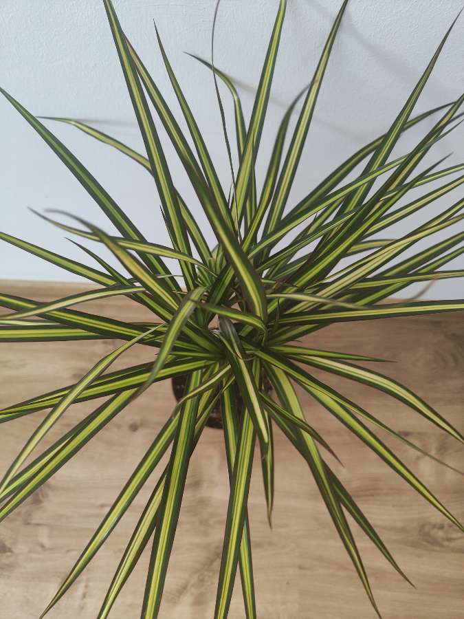 Dracena 'sunray' 4