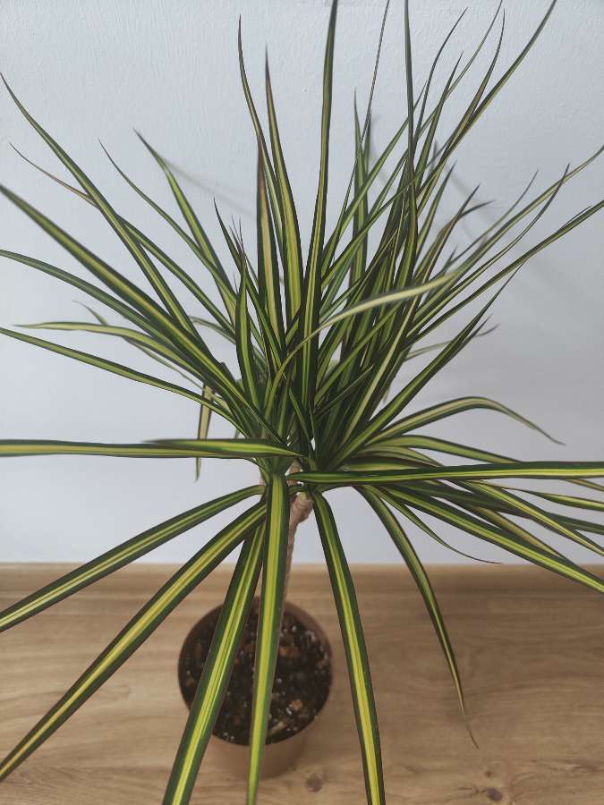 Dracena 'sunray' 2