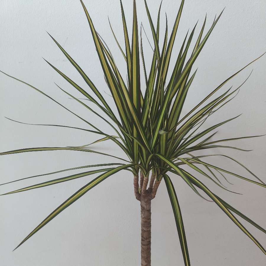 Dracena 'sunray'