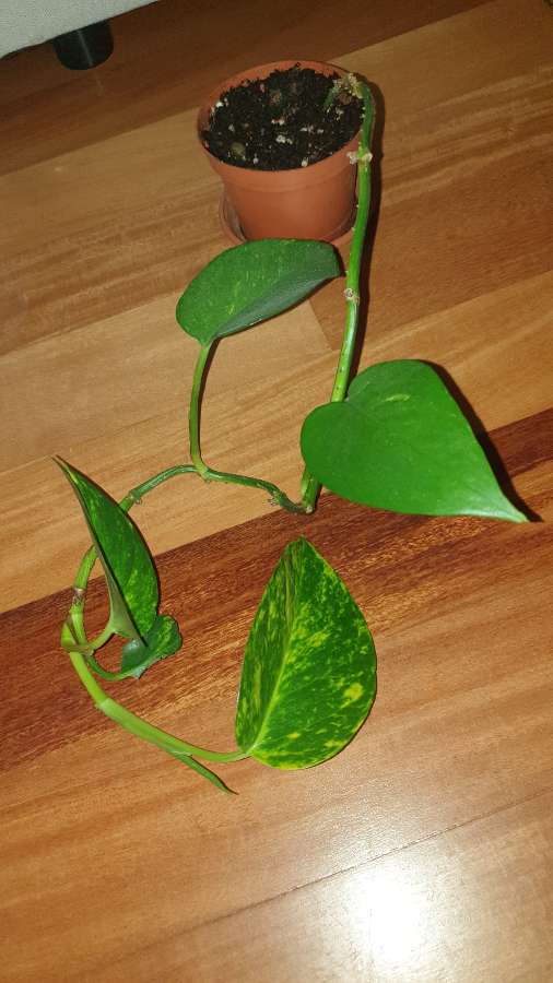 Epipremnum,  duże liście  3