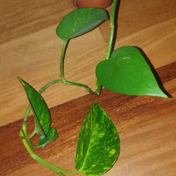 Epipremnum,  duże liście 