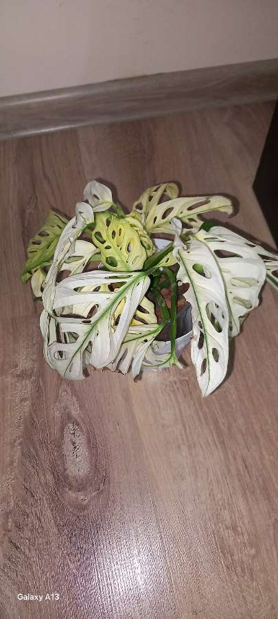 Monstera Adansonii Variegata 2