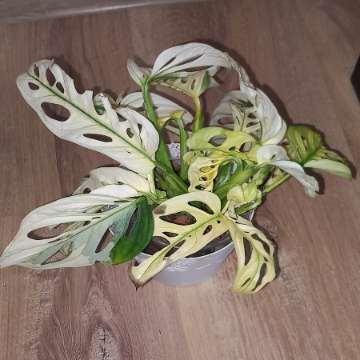 Monstera Adansonii Variegata