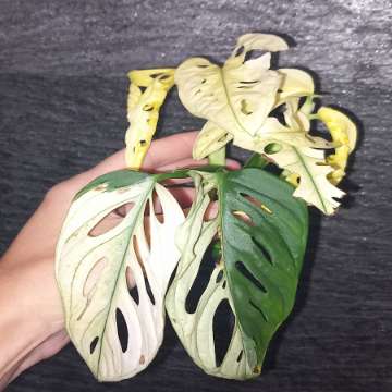 Monstera Adansonii Variegata