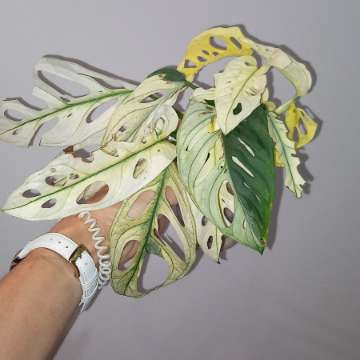 Monstera Adansonii Variegata