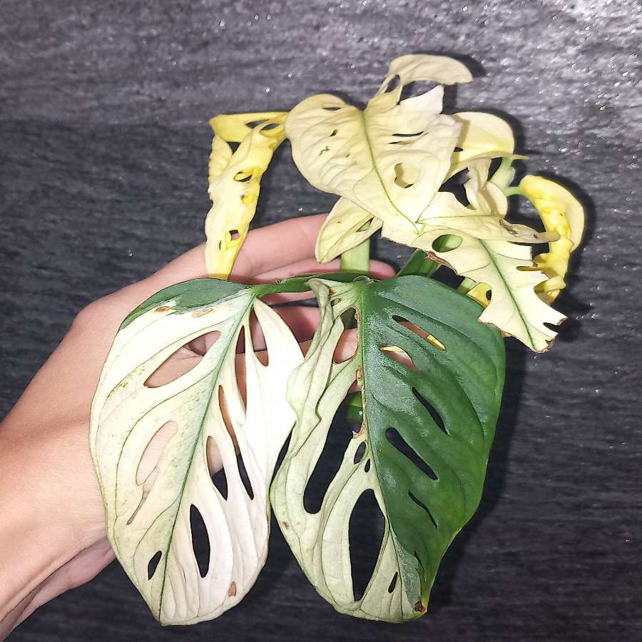 Monstera Adansonii Variegata