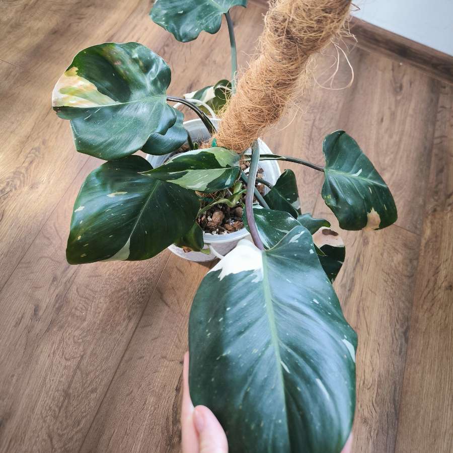 Filodendron white knight