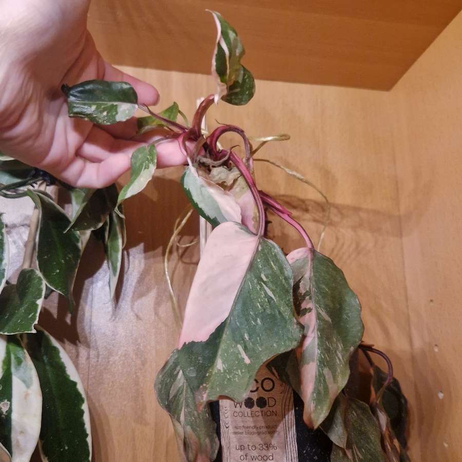 Philodendron pink princess