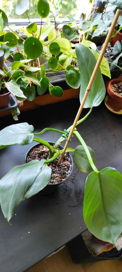 Philodendron silver sword 2