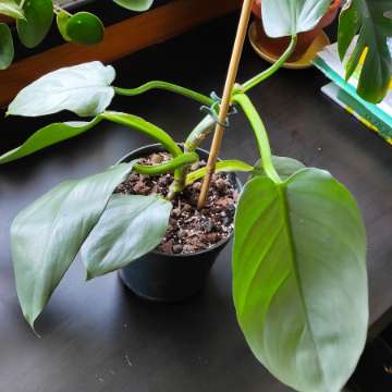 Philodendron silver sword